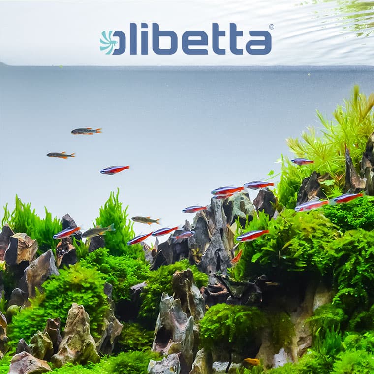 Olibetta Logo mit Aquarium